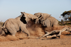 Elewana Tortilis Camp Amboseli