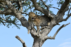 Mara Serena Safari Lodge